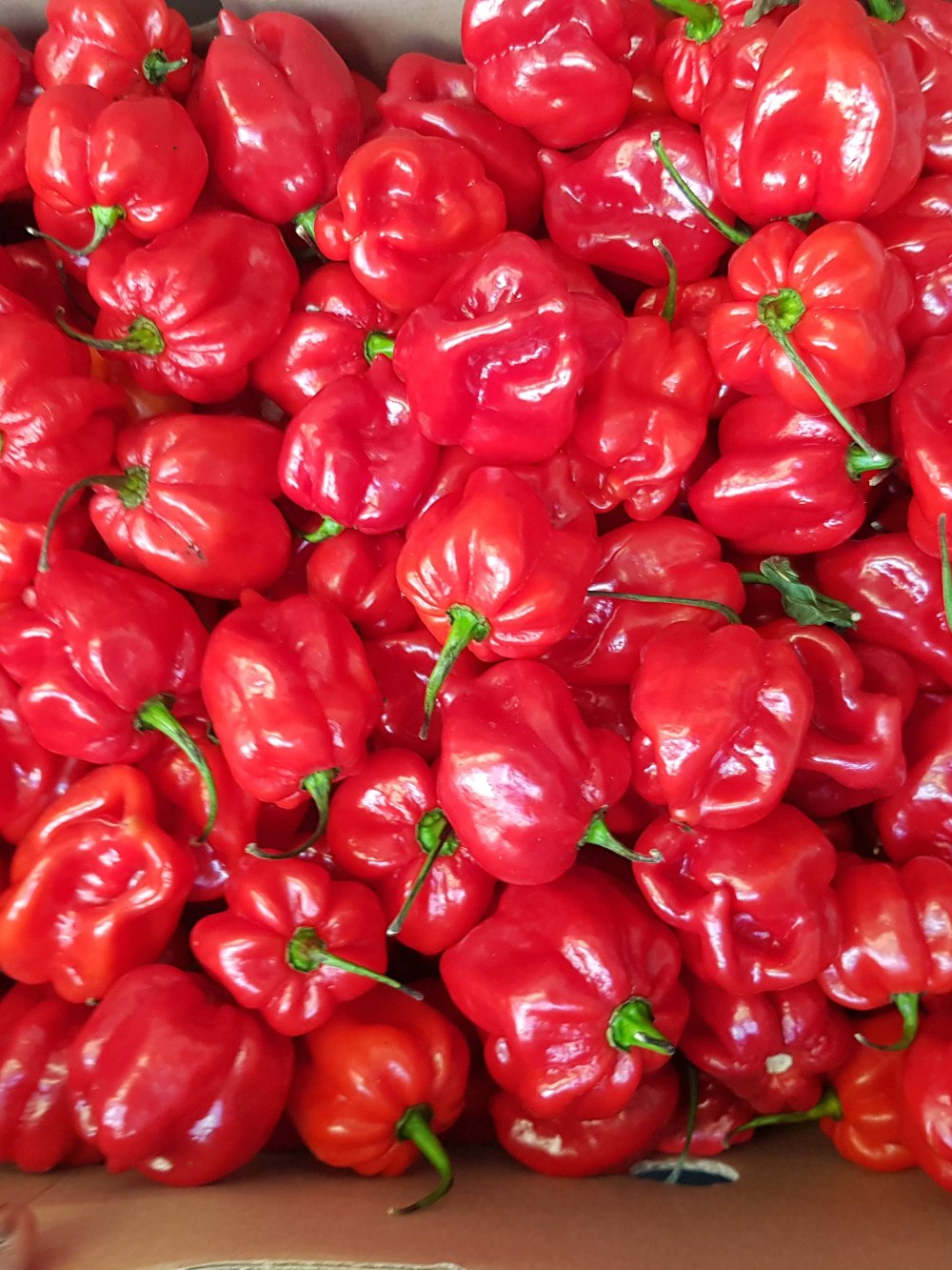 Frische Rote Chilis