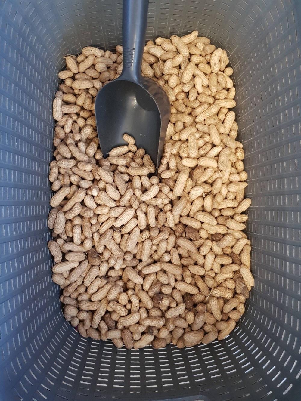 Geschälte Erdnüsse Natur