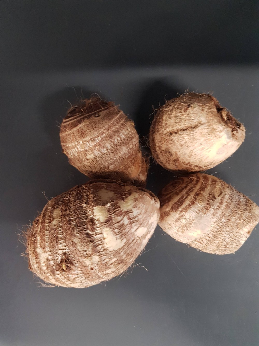 Frische Afrikanische Taro-Knolle (Macabo)