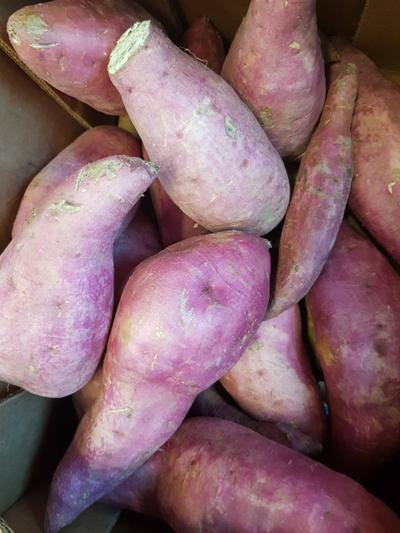 Frische Violette Süßkartoffeln
