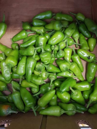 Frische Grüne Chilis