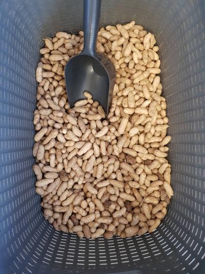Geschälte Erdnüsse Natur