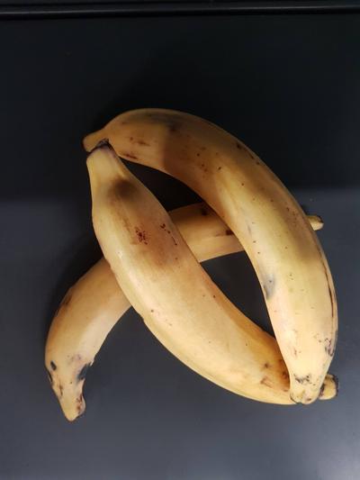Frische Kochbananen Plantain