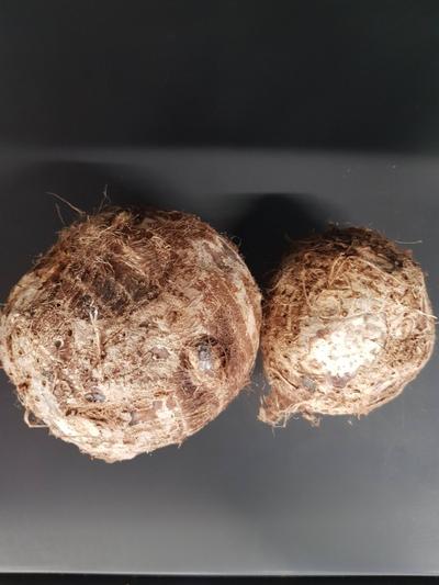 Frische Taro-Knolle