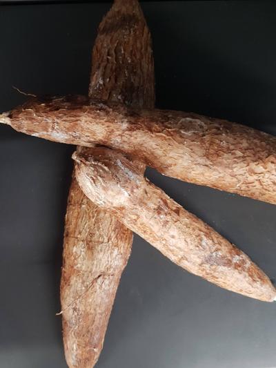 Frischer Maniok