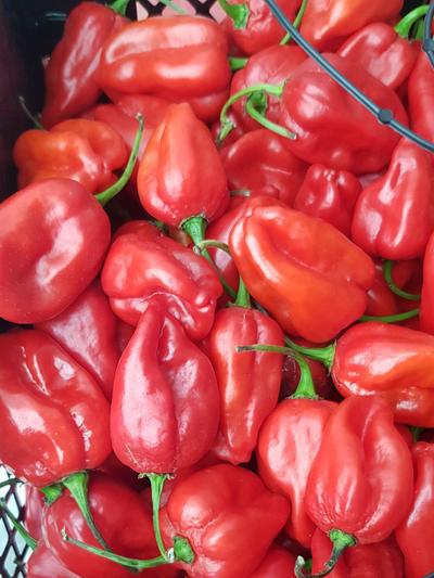 Frische Rote Paprikaschoten 1kg