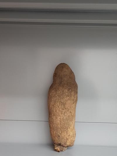 Frische Yamswurzel (Yam)