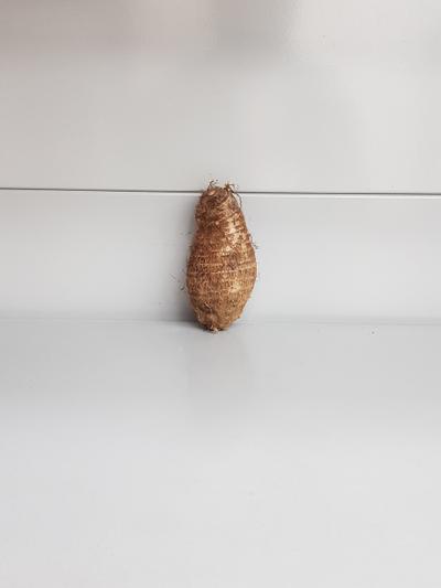 Frische Ganze Taro-Wurzel
